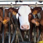 La ganadería mexicana acelera la transición hacia modelos de producción sustentable de carne y leche La ganadería mexicana acelera la transición hacia modelos de producción sustentable de carne y leche