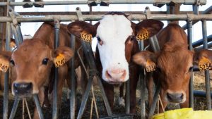 La ganadería mexicana acelera la transición hacia modelos de producción sustentable de carne y leche