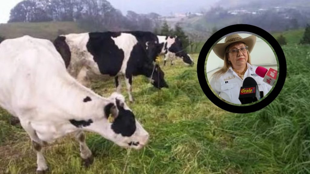 La importación masiva de leche en polvo y los bajos precios ahogan a productoras del centro de Veracruz