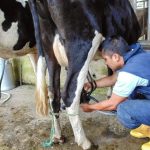 La producción de leche en el norte de Veracruz enfrenta una lenta recuperación y no volvería a niveles prepandemia antes de 2029
