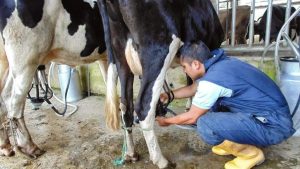 La producción de leche en el norte de Veracruz enfrenta una lenta recuperación y no volvería a niveles prepandemia antes de 2029