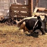 La producción lechera retrocede en Soledad de Graciano Sánchez ante una veda sanitaria de cuatro décadas y bajos precios al productor La producción lechera retrocede en Soledad de Graciano Sánchez ante una veda sanitaria de cuatro décadas y bajos precios al productor