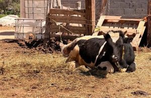 La producción lechera retrocede en Soledad de Graciano Sánchez ante una veda sanitaria de cuatro décadas y bajos precios al productor