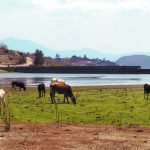 La sequía en Oaxaca golpea al sector ganadero y dispara los precios de la carne, el queso y la leche en los mercados La sequía en Oaxaca golpea al sector ganadero y dispara los precios de la carne, el queso y la leche en los mercados