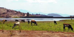 La sequía en Oaxaca golpea al sector ganadero y dispara los precios de la carne, el queso y la leche en los mercados