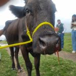 Mueren 30 vacas por intoxicación tras consumir agua contaminada de lagunas en Santiago Tianguistenco, Edomex