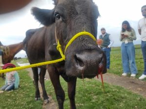 Mueren 30 vacas por intoxicación tras consumir agua contaminada de lagunas en Santiago Tianguistenco, Edomex