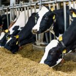 Prevén que el número de lecherías en Estados Unidos caerá por debajo de 20,000 hacia el final de la década Prevén que el número de lecherías en Estados Unidos caerá por debajo de 20,000 hacia el final de la década