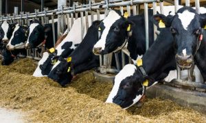 Prevén que el número de lecherías en Estados Unidos caerá por debajo de 20,000 hacia el final de la década