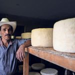 Productores de queso Cotija luchan por preservar la tradición artesanal frente a la falta de relevo generacional y trabas regulatorias Productores de queso Cotija luchan por preservar la tradición artesanal frente a la falta de relevo generacional y trabas regulatorias
