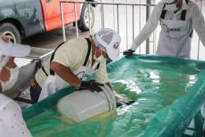 Veracruz reafirma su liderazgo artesanal y ganadero con la elaboración del queso más grande del mundo