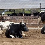 Alilácteos confirma la erradicación del huachicol de leche en Aguascalientes gracias al blindaje carretero