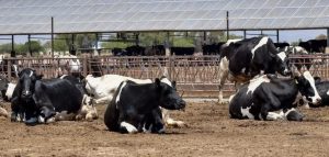 Alilácteos confirma la erradicación del huachicol de leche en Aguascalientes gracias al blindaje carretero