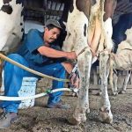 Chihuahua recurre a leche de otros estados para cubrir la demanda ante la drástica caída de la producción local Chihuahua recurre a leche de otros estados para cubrir la demanda ante la drástica caída de la producción local