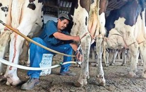 Chihuahua recurre a leche de otros estados para cubrir la demanda ante la drástica caída de la producción local