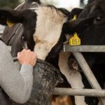 CoBank destaca el incremento sostenido de proteína en la leche de EE. UU. impulsado por la genética y la demanda de derivados