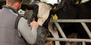 CoBank destaca el incremento sostenido de proteína en la leche de EE. UU. impulsado por la genética y la demanda de derivados