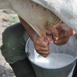 Denuncian desinterés institucional y falta de apoyos para impulsar los lácteos tradicionales de Pijijiapan Denuncian desinterés institucional y falta de apoyos para impulsar los lácteos tradicionales de Pijijiapan