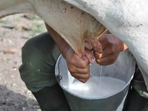 Denuncian desinterés institucional y falta de apoyos para impulsar los lácteos tradicionales de Pijijiapan