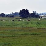 La FAO destaca el potencial de los pastizales y el pastoreo sostenible para la seguridad alimentaria y la captura de carbono