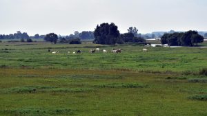 La FAO destaca el potencial de los pastizales y el pastoreo sostenible para la seguridad alimentaria y la captura de carbono