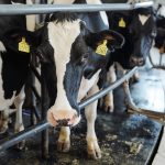La producción de alimentos de origen animal deberá aumentar un 70% para 2050, incluida la leche, proyecta la FAO La producción de alimentos de origen animal deberá aumentar un 70% para 2050, incluida la leche, proyecta la FAO