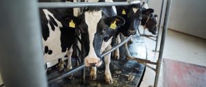 La producción de alimentos de origen animal deberá aumentar un 70% para 2050, incluida la leche, proyecta la FAO