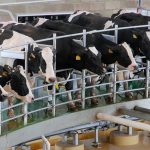 La producción de leche en Estados Unidos consolida una senda de crecimiento impulsada por la eficiencia y la expansión agroindustrial La producción de leche en Estados Unidos consolida una senda de crecimiento impulsada por la eficiencia y la expansión agroindustrial