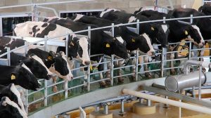 La producción de leche en Estados Unidos consolida una senda de crecimiento impulsada por la eficiencia y la expansión agroindustrial