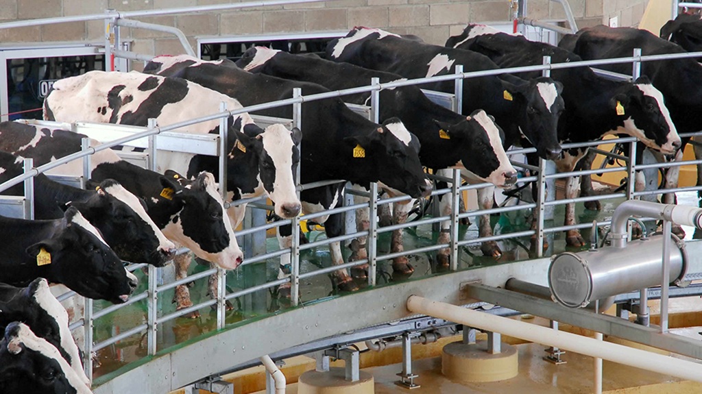 La producción de leche en Estados Unidos consolida una senda de crecimiento impulsada por la eficiencia y la expansión agroindustrial
