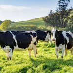 Lecheros de Chihuahua buscan elevar a 14 pesos el litro de leche ante el encarecimiento de insumos y competencia desleal