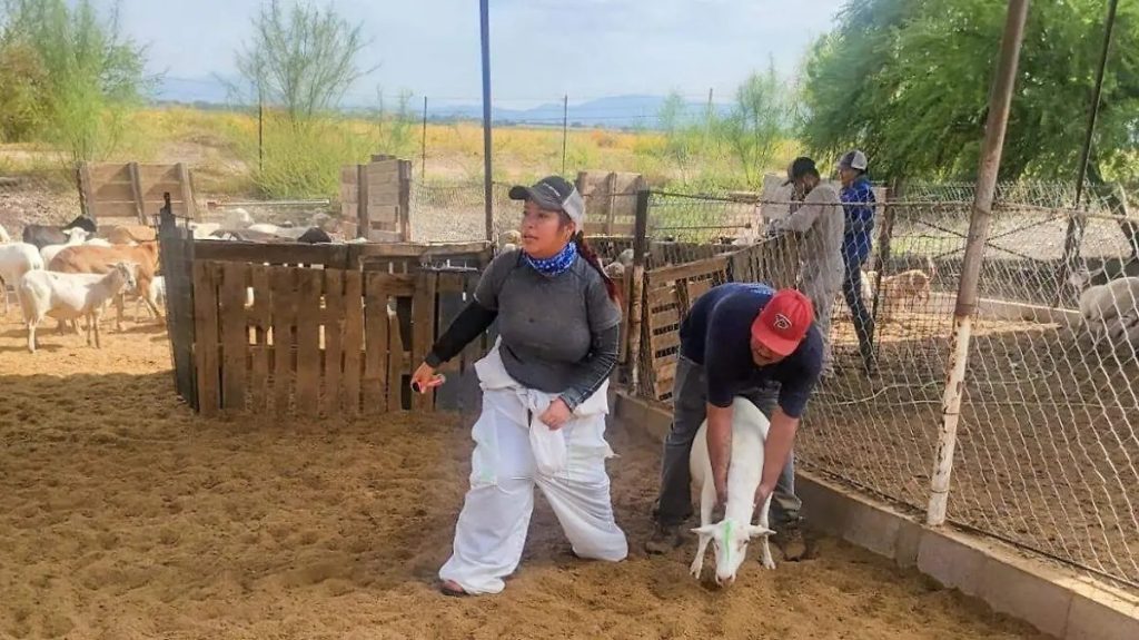 Operativo sanitario en Meoqui inspeccionan 700 cabezas de ganado para blindar la cuenca contra el gusano barrenador