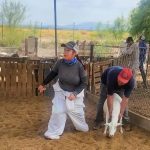 Operativo sanitario en Meoqui: inspeccionan 700 cabezas de ganado para blindar la cuenca contra el gusano barrenador Operativo sanitario en Meoqui inspeccionan 700 cabezas de ganado para blindar la cuenca contra el gusano barrenador