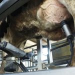 Ordeño robotizado en Canadá el potencial y los límites de una tecnología que redefine la gestión lechera