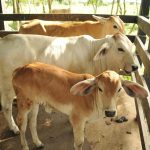 Productores veracruzanos destacan apoyos para el mejoramiento genético del hato ganadero y la productividad pecuaria