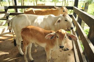 Productores veracruzanos destacan apoyos para el mejoramiento genético del hato ganadero y la productividad pecuaria