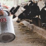 Sector lechero de California anticipa severos impactos económicos por nuevos aranceles impuestos por Canadá