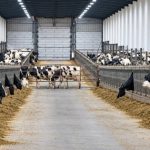 Cómo logra EE. UU. producir hasta 50 litros de leche por vaca Cómo logra EE. UU. producir hasta 50 litros de leche por vaca