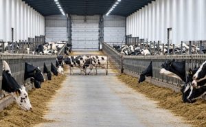 Cómo logra EE. UU. producir hasta 50 litros de leche por vaca