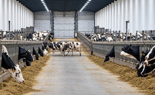 Cómo logra EE. UU. producir hasta 50 litros de leche por vaca