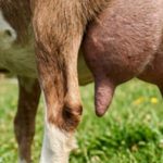 Detectan bacterias resistentes en leche de cabra en el Bajío