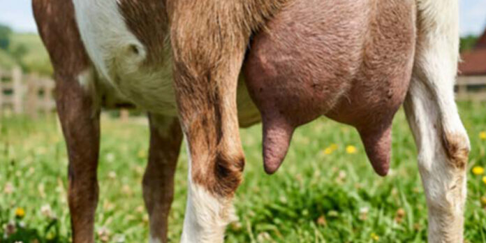 Detectan bacterias resistentes en leche de cabra en el Bajío