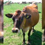 El CNA exige diálogo urgente ante recortes a lecheros El CNA exige diálogo urgente ante recortes a lecheros