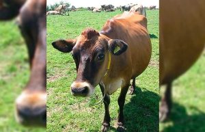 El CNA exige diálogo urgente ante recortes a lecheros