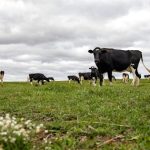 El mercado lácteo global eleva el valor de las proteínas El mercado lácteo global eleva el valor de las proteínas
