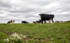 El mercado lácteo global eleva el valor de las proteínas