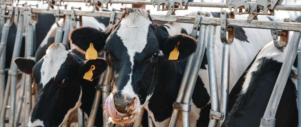 El recorte de acopio de leche golpea a Aguascalientes