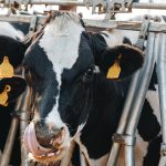 El recorte de acopio de leche golpea a Aguascalientes El recorte de acopio de leche golpea a Aguascalientes
