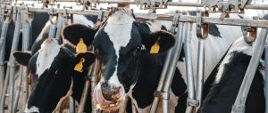 El recorte de acopio de leche golpea a Aguascalientes