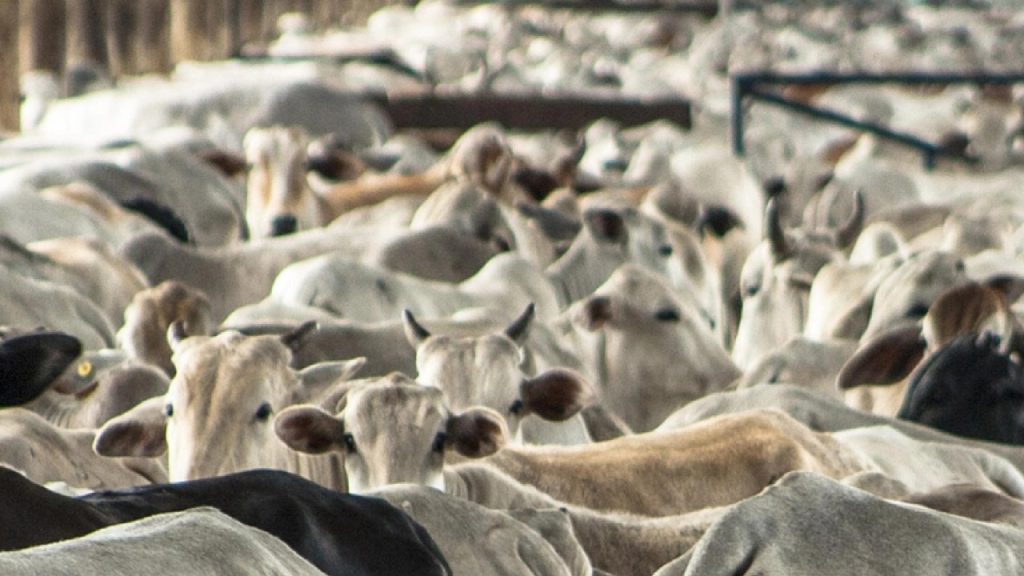 La actividad pecuaria en México contrae su hato bovino